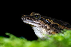 Iberian Painted Frog photo 3