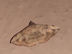 Anticarsia irrorata