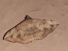 Anticarsia irrorata