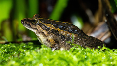 Iberian Painted Frog photo 1