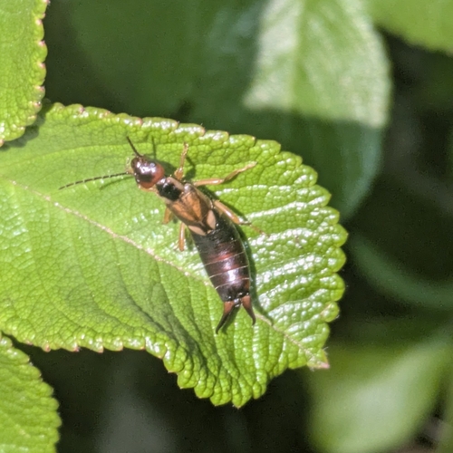 European earwig