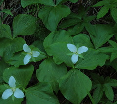 Trillium camschatcense