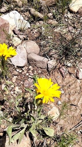 Mexican Arnica (Heterotheca inuloides)