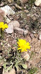 Heterotheca inuloides, photograph (c) Favian Flores Medina, some rights reserved (CC BY)