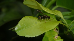 Parancistrocerus kuraruensis