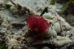 Oceanapia sagittaria