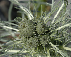 Cirsium pitcheri