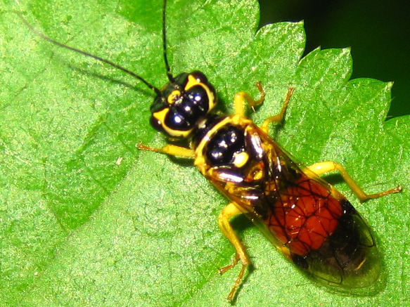 Pamphiliinae