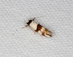 Zonopetala decisana