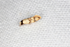 Euphiltra celeteria