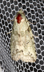 Calathusa basicunea