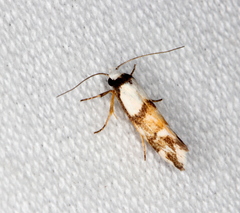 Zaphanaula hemileuca