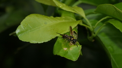 Parancistrocerus kuraruensis