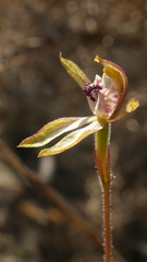 Caladenia atradenia