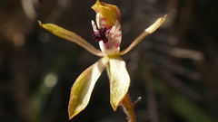 Caladenia atradenia