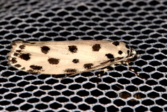 Ethmia sphaerosticha