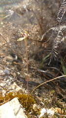 Caladenia atradenia
