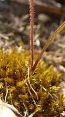 Caladenia atradenia