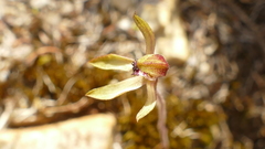 Caladenia atradenia