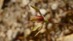 Caladenia atradenia