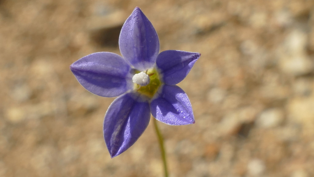 New Zealand bluebell