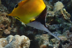 Forcipiger longirostris