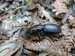 Mecodema spiniferum
