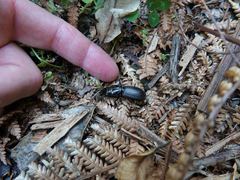 Mecodema spiniferum