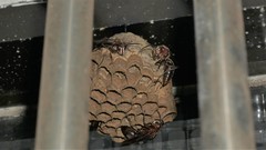 Polistes tenebricosus