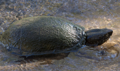 Kinosternon sonoriense