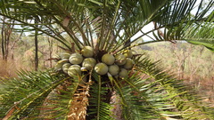 Cycas megacarpa