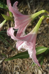 Hippeastrum reticulatum
