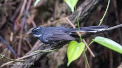 Rhipidura albicollis