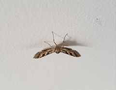 Sameodes cancellalis