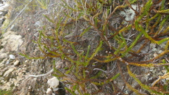 Lateristachys lateralis