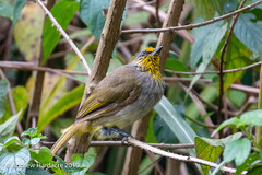 Pycnonotus finlaysoni