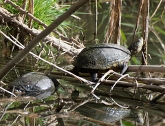 Kinosternon sonoriense