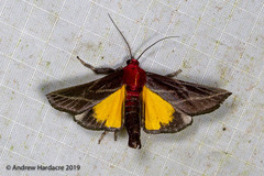 Toccolosida rubriceps