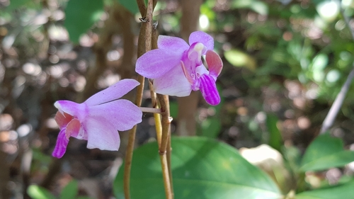 Image of Phalaenopsis pulcherrima by (c) Cheongweei Gan, some rights reserved (CC BY-SA)