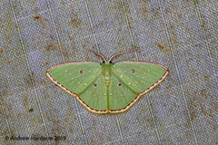 Comostola subtiliaria