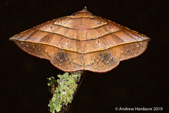 Sarcinodes vultuaria