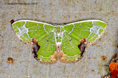 Comibaena albimarginata