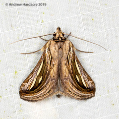 Schistorhynx argentistriga