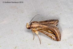 Schistorhynx argentistriga