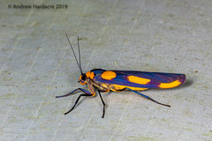 Monosyntaxis holmanhunti