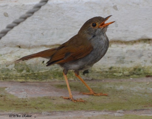 Orange-billed Nightingale-Thrush