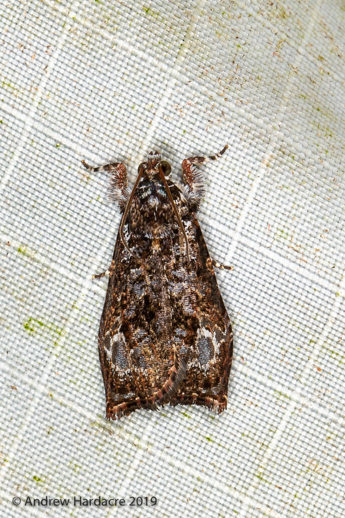 Sycacantha diserta