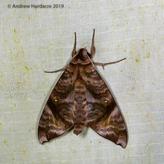 Acosmeryx pseudonaga