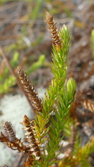 Lateristachys lateralis