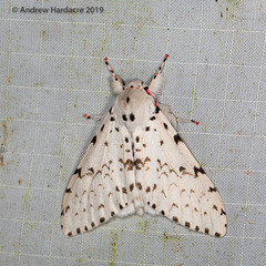 Lymantria brunneiplaga